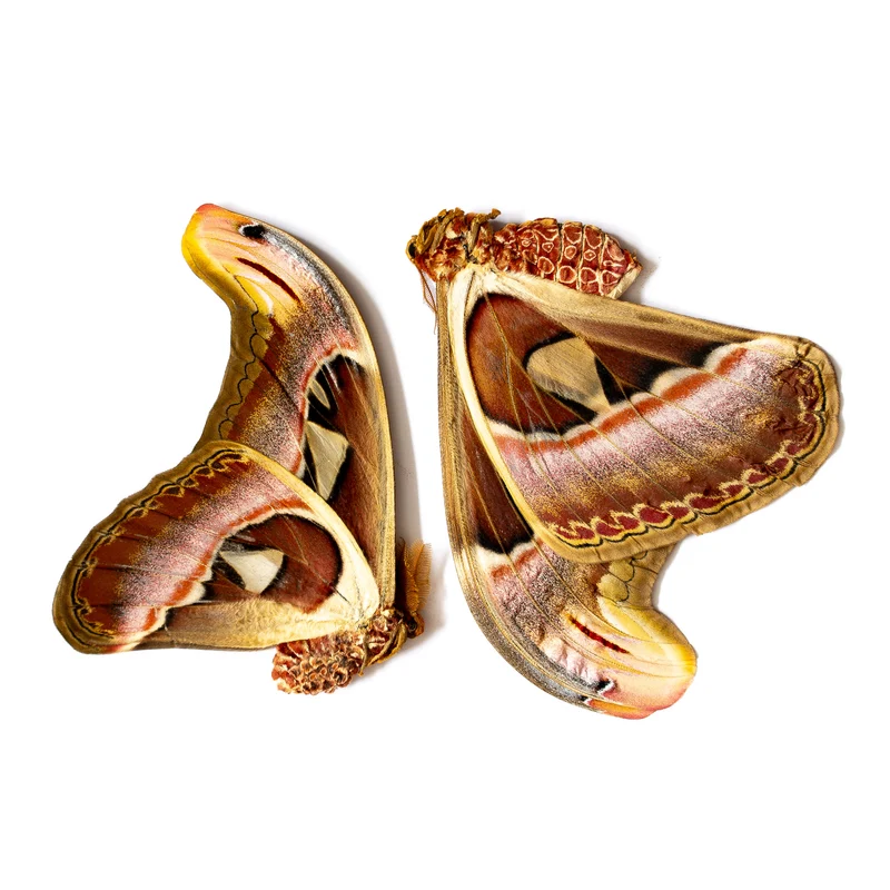 Giant Atlas Moths Lot of 100 A1 | Attacus Atlas Unmounted Specimens | Wholesale