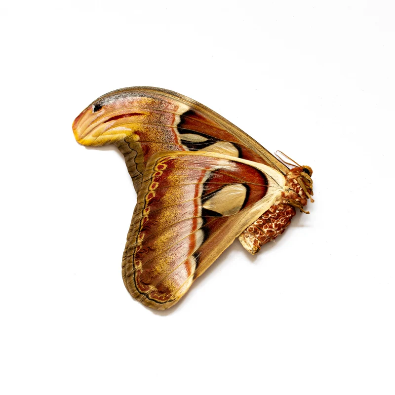 Giant Atlas Moths Lot of 100 A1 | Attacus Atlas Unmounted Specimens | Wholesale