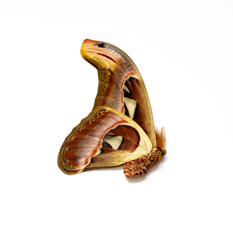 Giant Atlas Moths Lot of 100 A1 | Attacus Atlas Unmounted Specimens | Wholesale