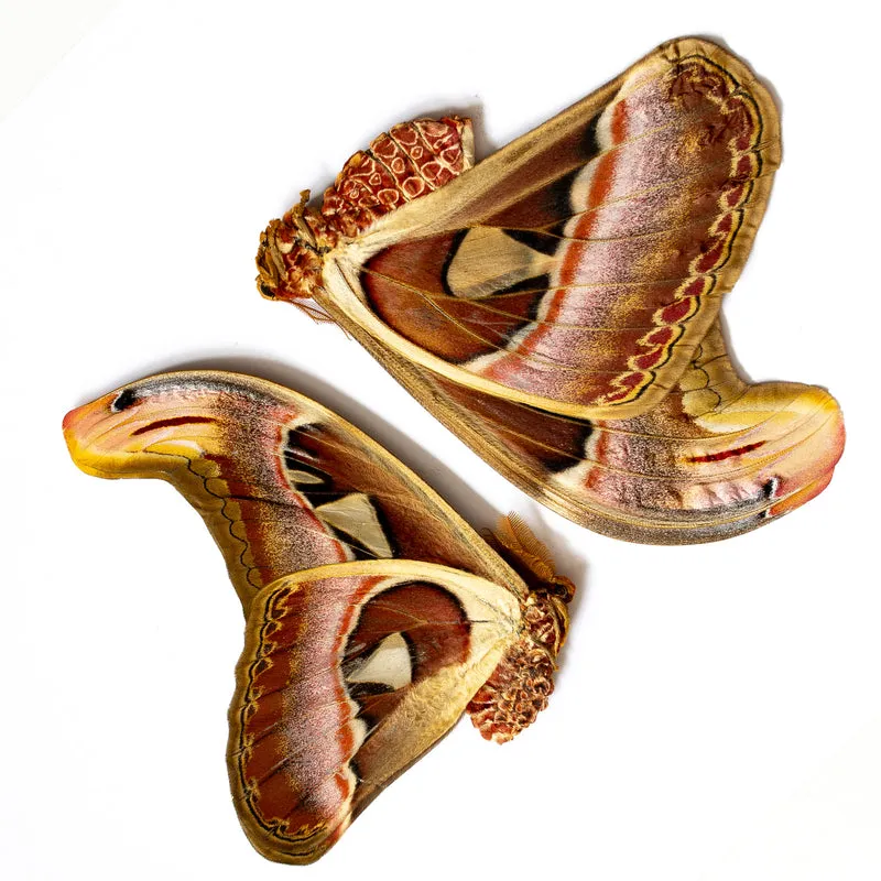 Giant Atlas Moths Lot of 100 A1 | Attacus Atlas Unmounted Specimens | Wholesale