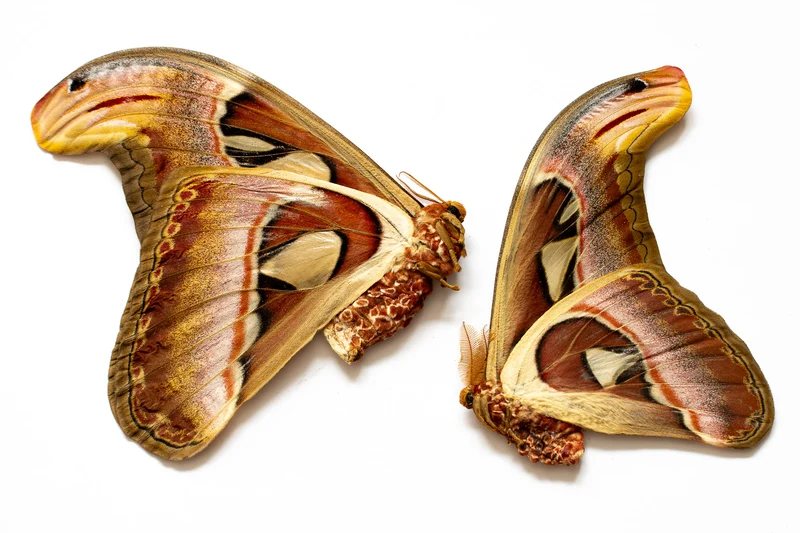 Giant Atlas Moths Lot of 100 A1 | Attacus Atlas Unmounted Specimens | Wholesale