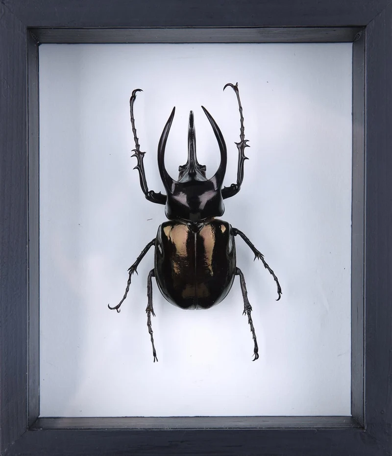 Chalcosoma Atlas Beetle Glass Display Frame | Museum Quality
