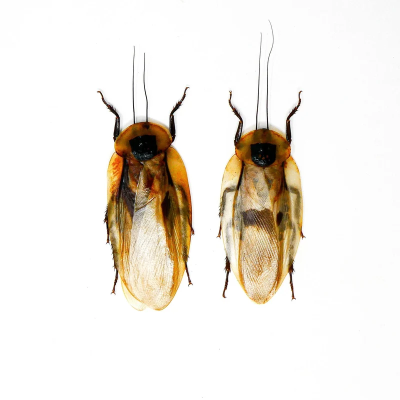 10 Giant Cave Cockroach Specimens - Blaberus giganteus A1 (wholesale)