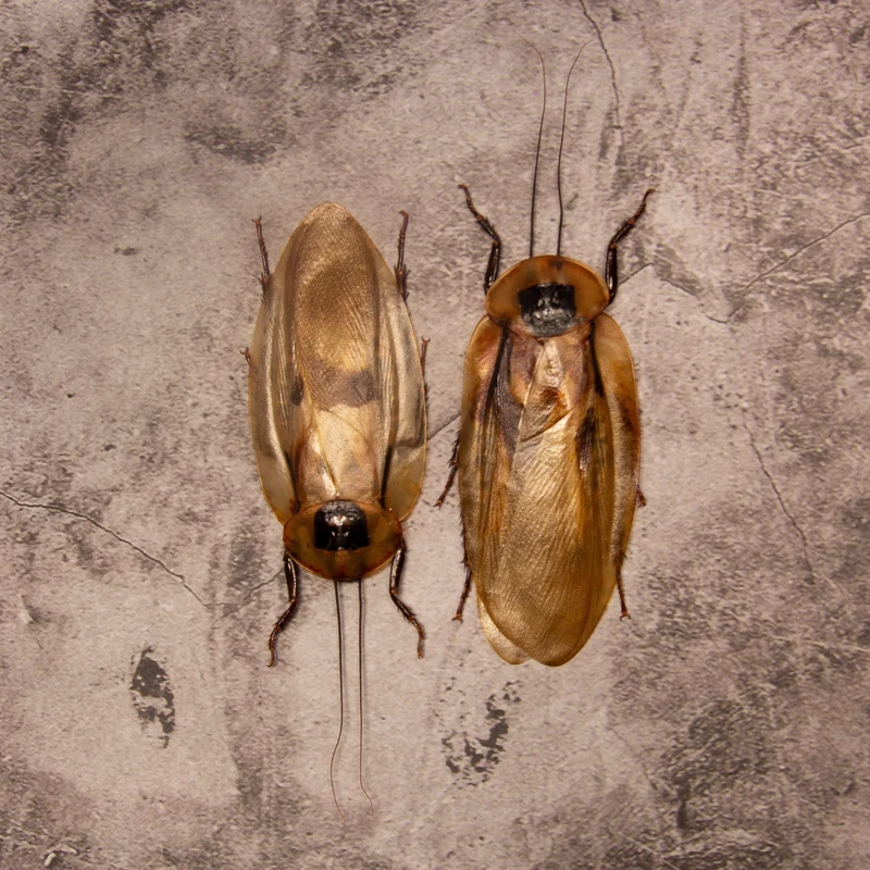 10 Giant Cave Cockroach Specimens - Blaberus giganteus A1 (wholesale)