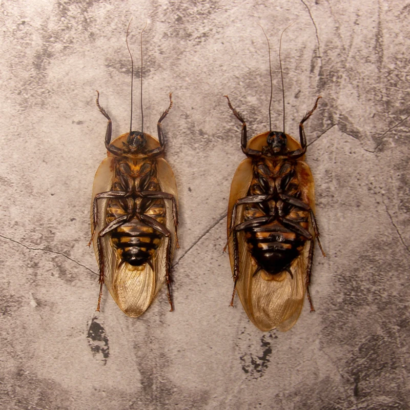 10 Giant Cave Cockroach Specimens - Blaberus giganteus A1 (wholesale)