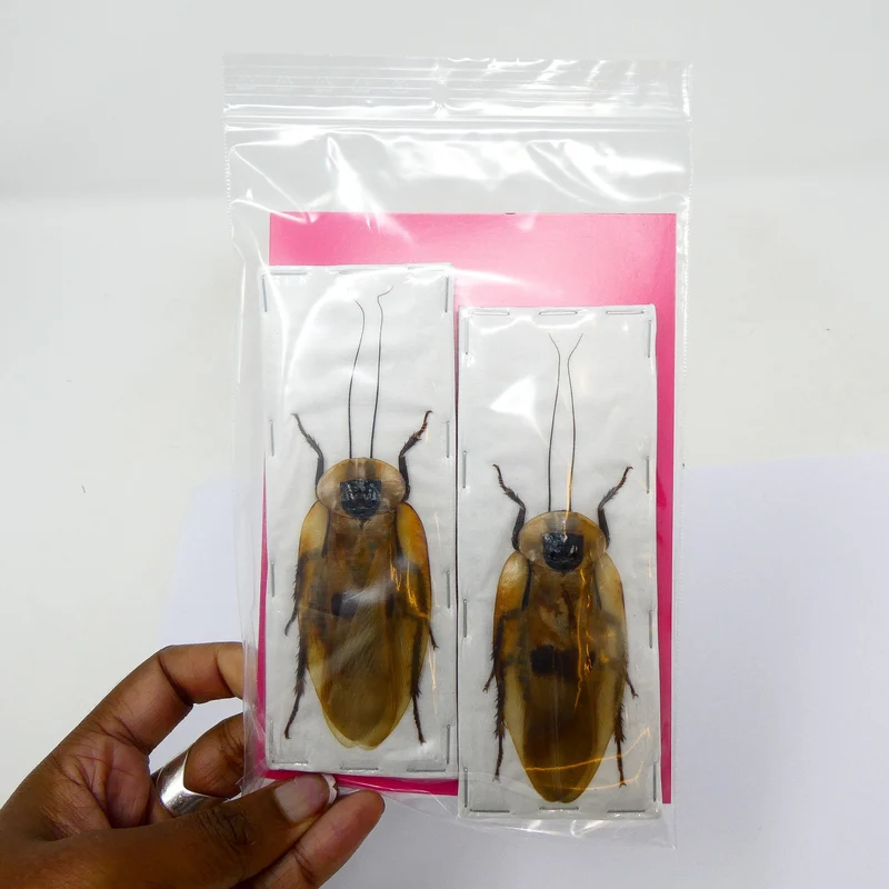 Giant Cave Cockroach Specimen - Blaberus giganteus A1