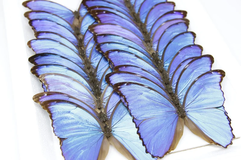 Morpho didius Giant Blue Morpho Butterfly | A1 Pinned Spread Specimens | Wings Spread