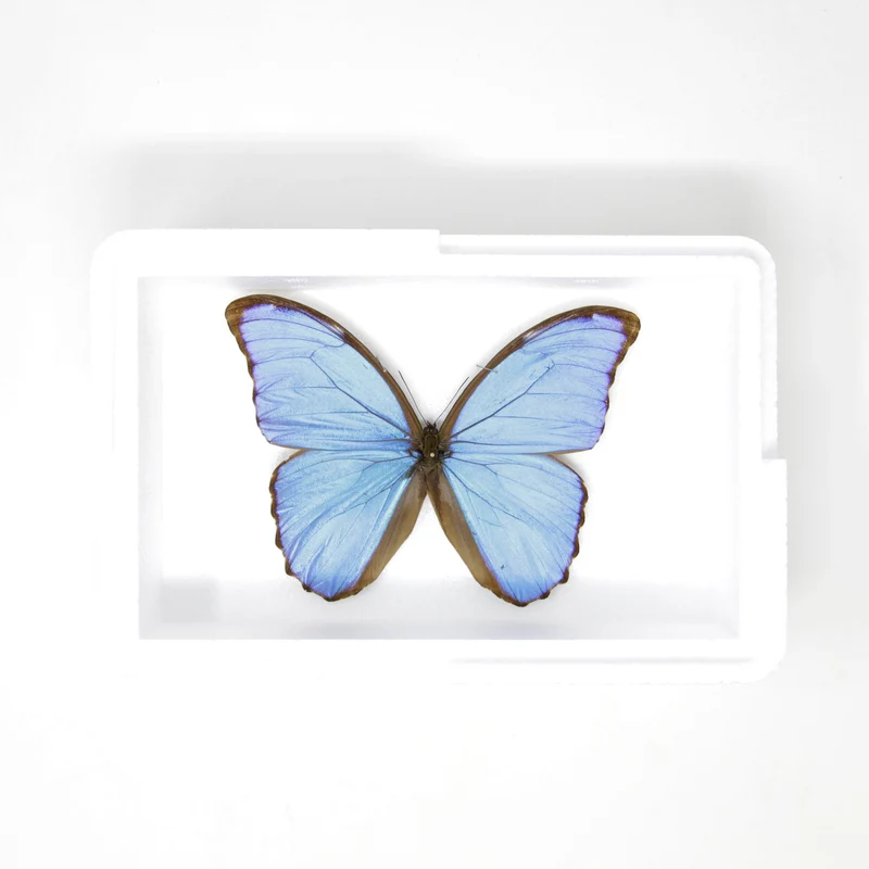 Morpho didius Giant Blue Morpho Butterfly | A1 Pinned Spread Specimens | Wings Spread