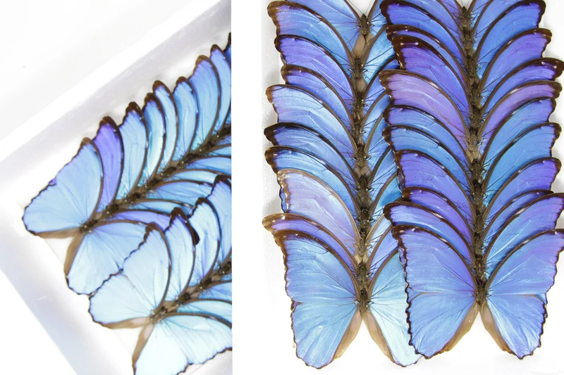 Morpho didius Giant Blue Morpho Butterfly | A1 Pinned Spread Specimens | Wings Spread
