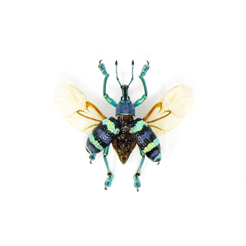 Eupholus Mimikanus Weevil - A1 Spread Specimen
