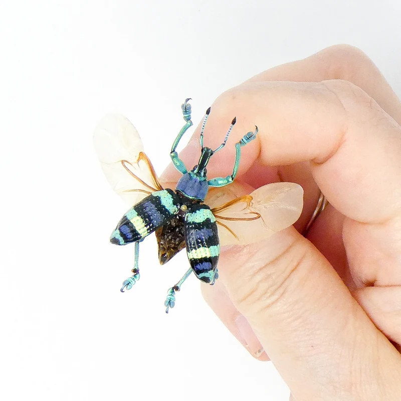 Eupholus Mimikanus Weevil - A1 Spread Specimen