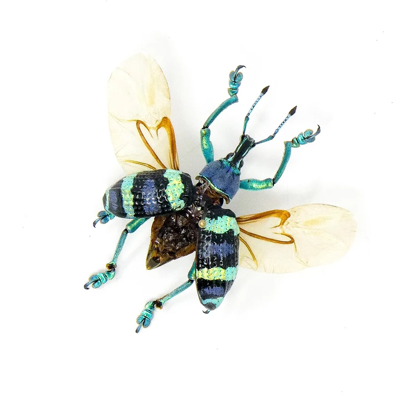 Eupholus Mimikanus Weevil - A1 Spread Specimen