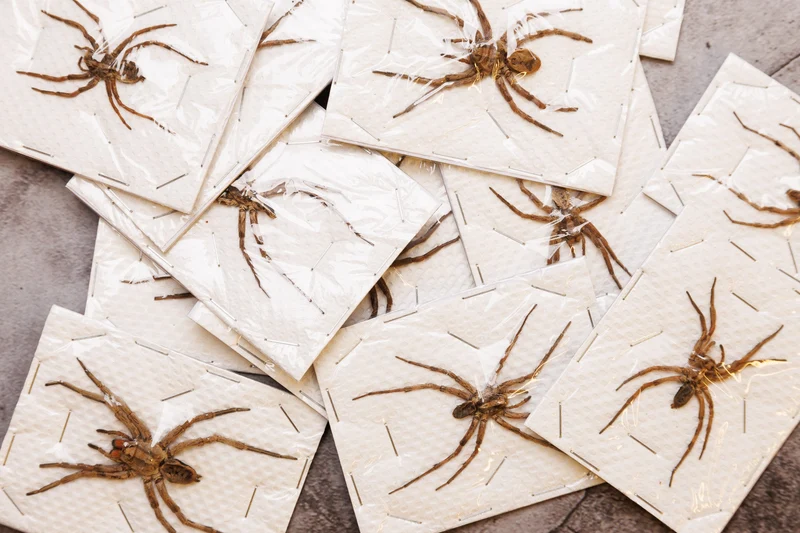 WHOLESALE 10 Thai Wolf Spiders (Lycosidae sp) 2.5 INCH A1
