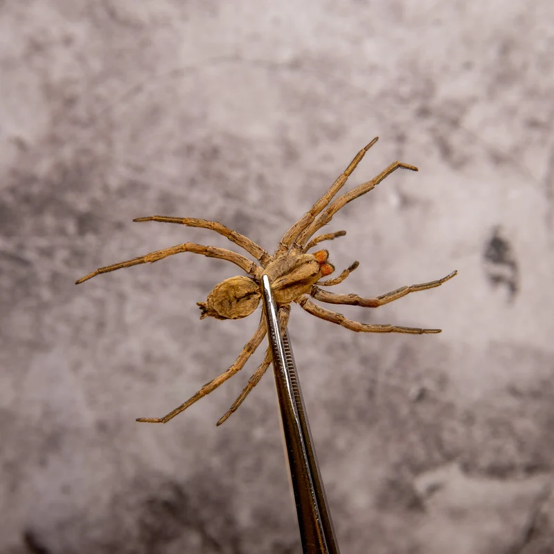 WHOLESALE 10 Thai Wolf Spiders (Lycosidae sp) 2.5 INCH A1