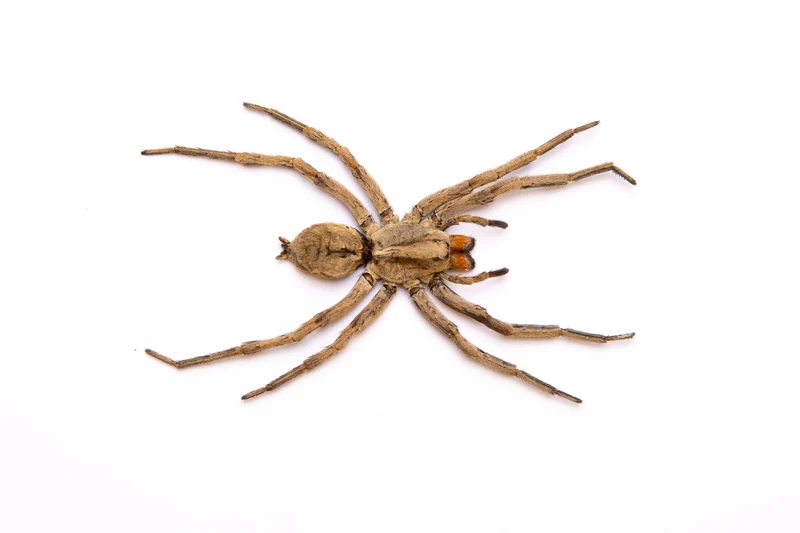 WHOLESALE 10 Thai Wolf Spiders (Lycosidae sp) 2.5 INCH A1