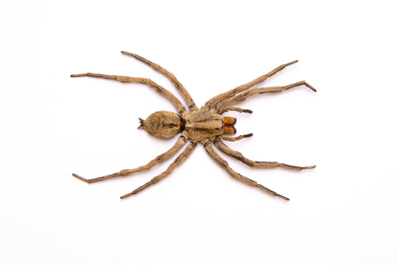 TWO (2) Thai Wolf Spiders (Lycosidae sp) 2.5 INCH A1/A1- Specimens