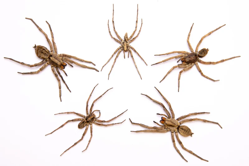 TWO (2) Thai Wolf Spiders (Lycosidae sp) 2.5 INCH A1/A1- Specimens