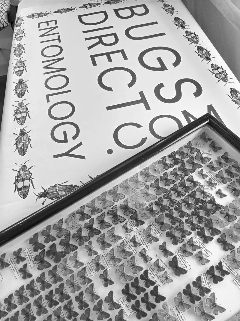 Insect Wing Craft Starter Pack – 245 Premium Pieces | Beetles, Butterflies & Moths