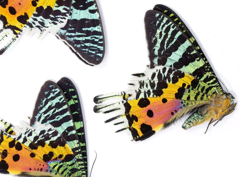 Natural History Starter Collection – Sunset Moths, Setting Board, Pins & Tools