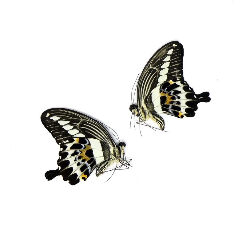 Papilio Swallowtail Starter Collection – 10 A1 Unmounted Specimens | 5 Species