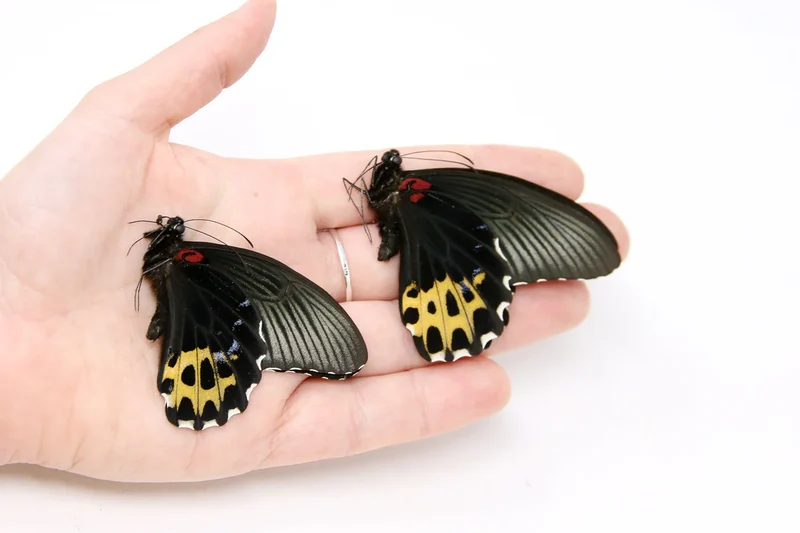 Papilio Swallowtail Starter Collection – 10 A1 Unmounted Specimens | 5 Species