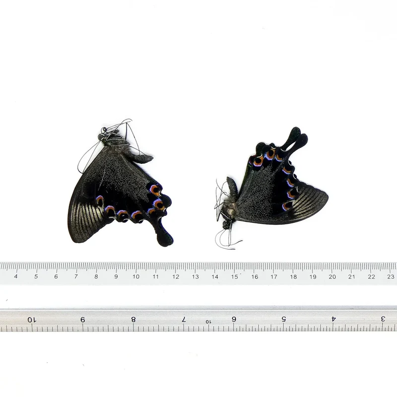 Papilio Swallowtail Starter Collection – 10 A1 Unmounted Specimens | 5 Species
