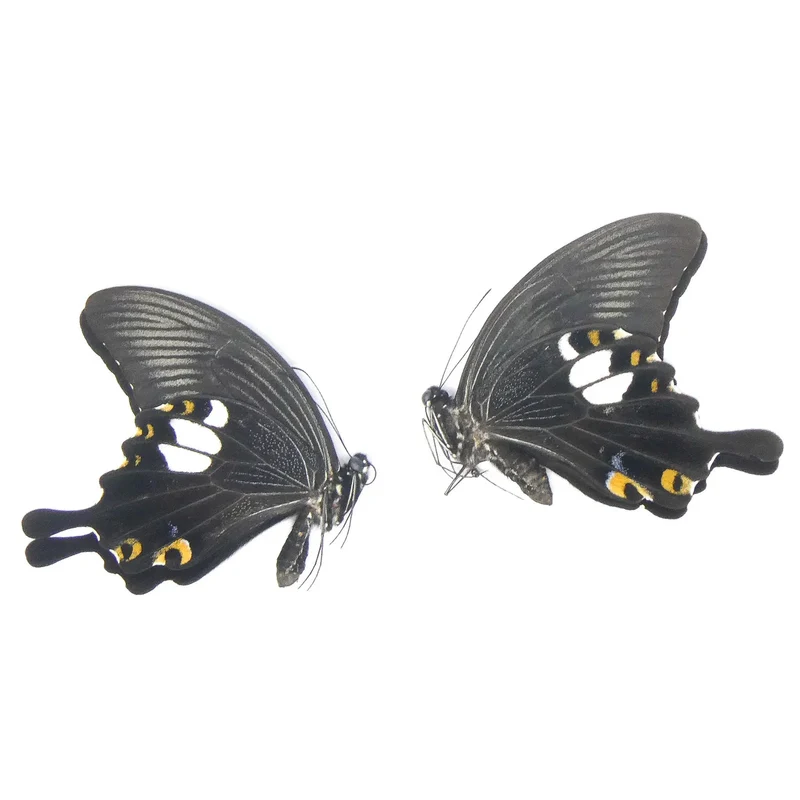 Papilio Swallowtail Starter Collection – 10 A1 Unmounted Specimens | 5 Species