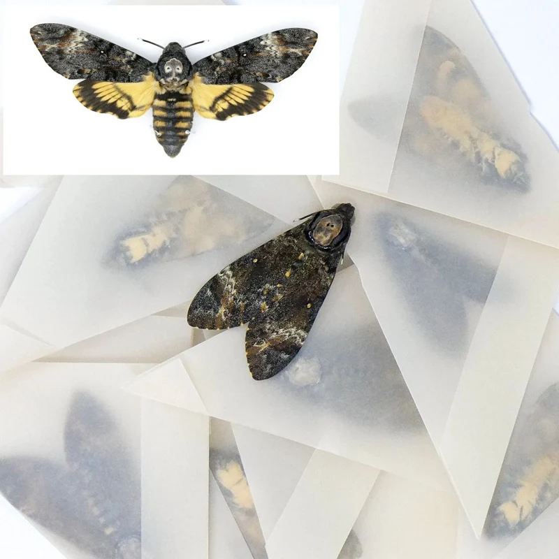 Death's Head Hawk Moths | 10 Pack Acherontia styx A1 Unmounted, Wholesale