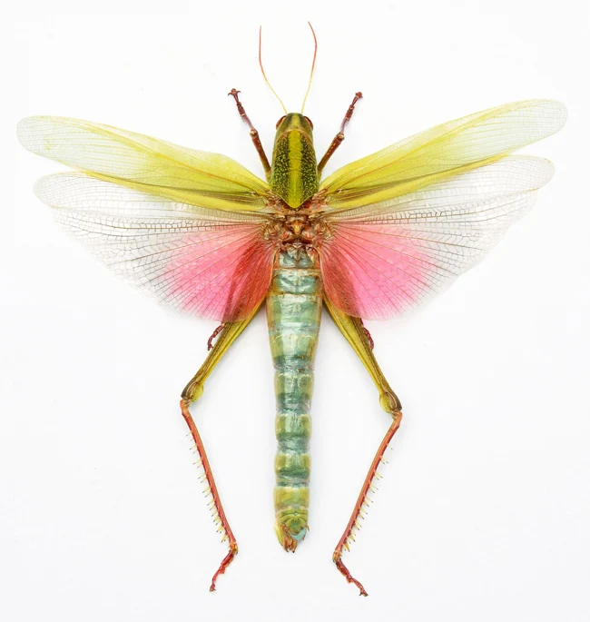 Citrus Locust (Chondracris rosea rosea) - 10 x A1 Entomology Specimens | Wholesale Lot