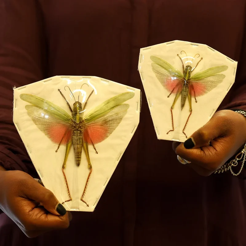 Citrus Locust (Chondracris rosea rosea) – A1 Entomology Specimens | Sexed Pair
