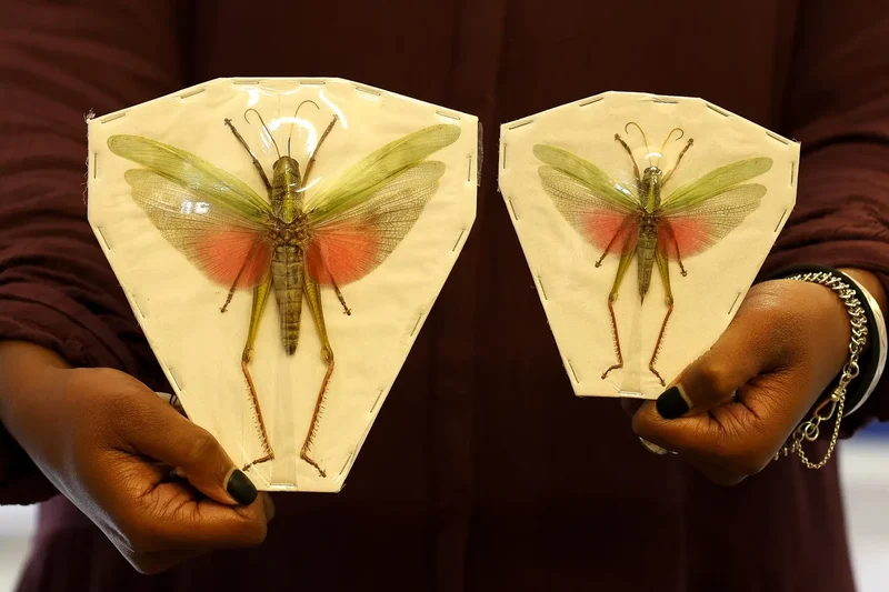 Citrus Locust (Chondracris rosea rosea) – A1 Entomology Specimens | Sexed Pair