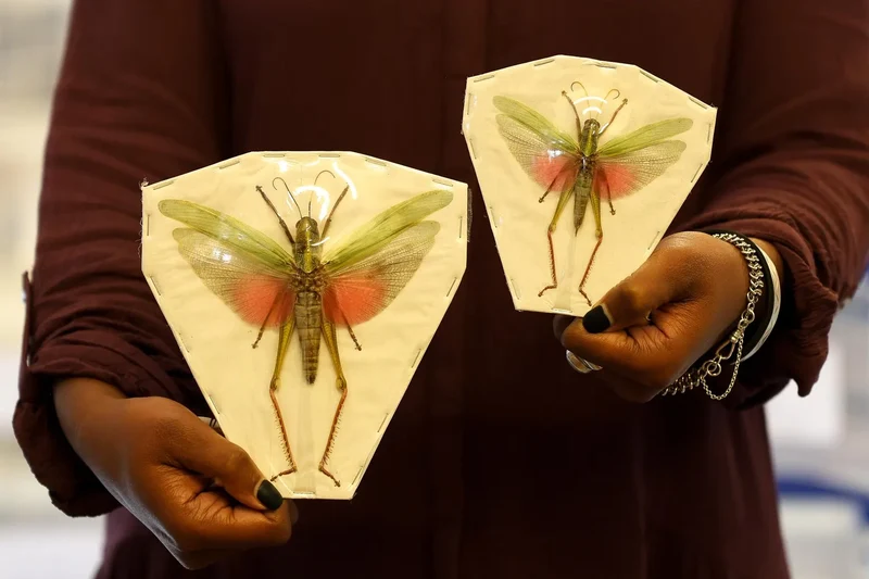 Citrus Locust (Chondracris rosea rosea) – A1 Entomology Specimens | Sexed Pair
