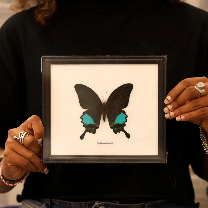 Papilio paris - Paris Peacock Swallowtail Butterfly Framed Specimen 8x7"