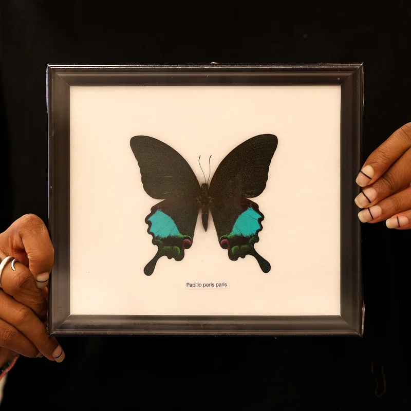 Papilio paris - Paris Peacock Swallowtail Butterfly Framed Specimen 8x7"