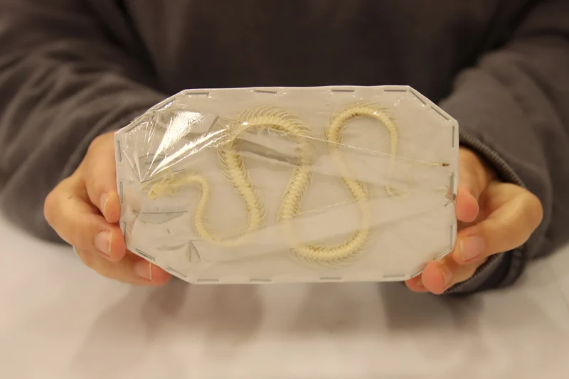 Xenochrophis vittatus - Striped Keelback Snake Skeleton (12-14cm)