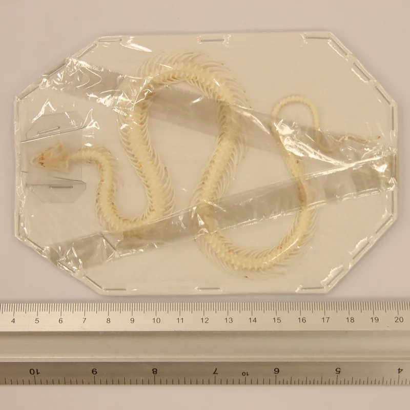 Xenochrophis vittatus - Striped Keelback Snake Skeleton (12-14cm)