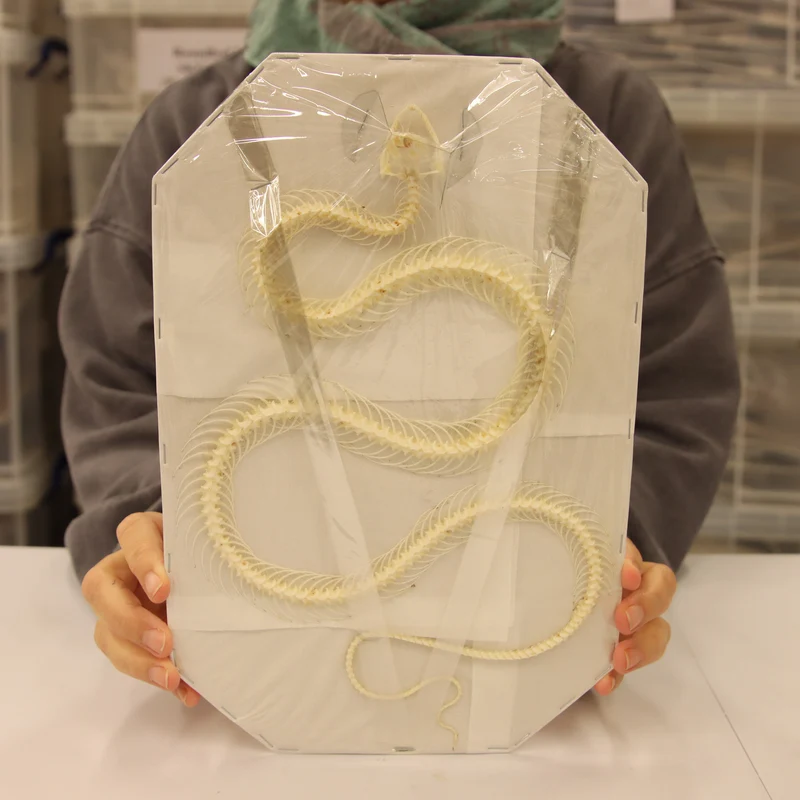 Xenochrophis melanzostus - Chequered Keelback Snake Skeleton (30cm)