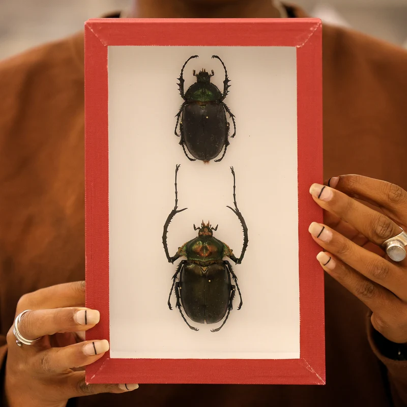 Museum-Quality Cheirotonus peracanus Specimen - Framed Display of Pinned Beetles