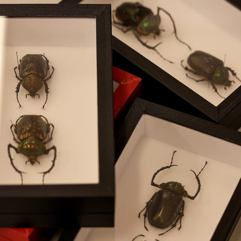 Museum-Quality Cheirotonus peracanus Specimen - Framed Display of Pinned Beetles