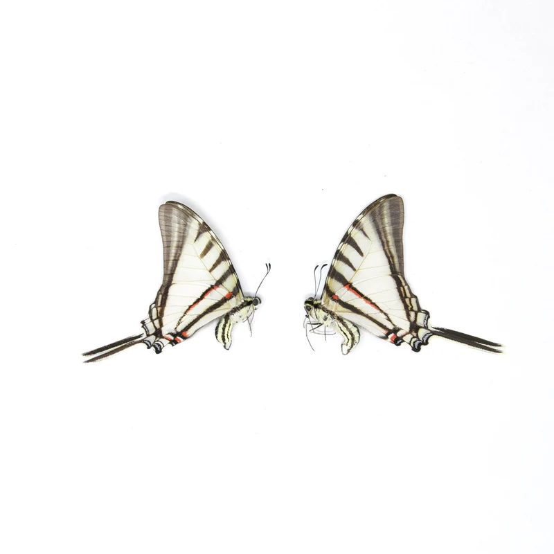 10 x Short-lined Kite Swallowtail (Eurytides agesilaus autosilaus) Unmounted Butterfly Specimens A1 (Wholesale)