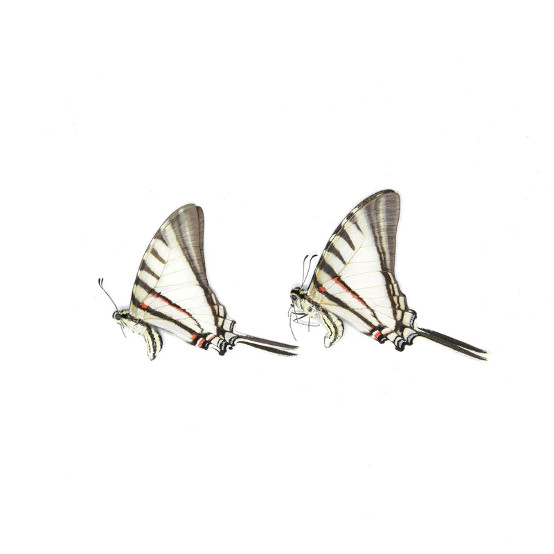 10 x Short-lined Kite Swallowtail (Eurytides agesilaus autosilaus) Unmounted Butterfly Specimens A1 (Wholesale)