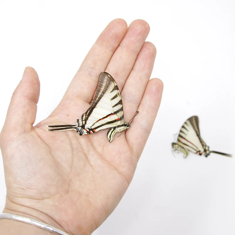 10 x Short-lined Kite Swallowtail (Eurytides agesilaus autosilaus) Unmounted Butterfly Specimens A1 (Wholesale)