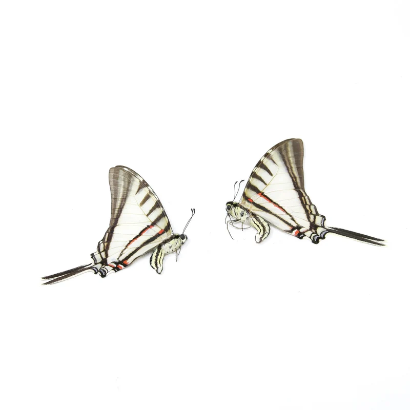 10 x Short-lined Kite Swallowtail (Eurytides agesilaus autosilaus) Unmounted Butterfly Specimens A1 (Wholesale)