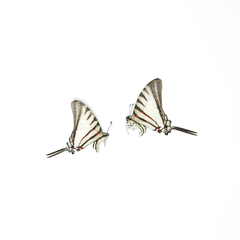 10 x Short-lined Kite Swallowtail (Eurytides agesilaus autosilaus) Unmounted Butterfly Specimens A1 (Wholesale)