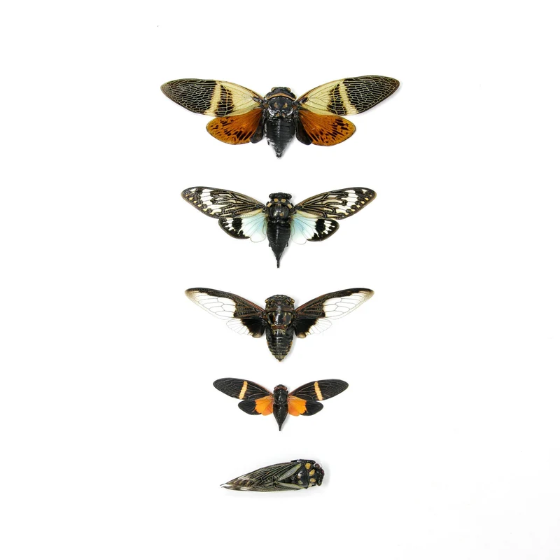 Collection of 5 Tropical Cicadas A1 Entomology Specimens
