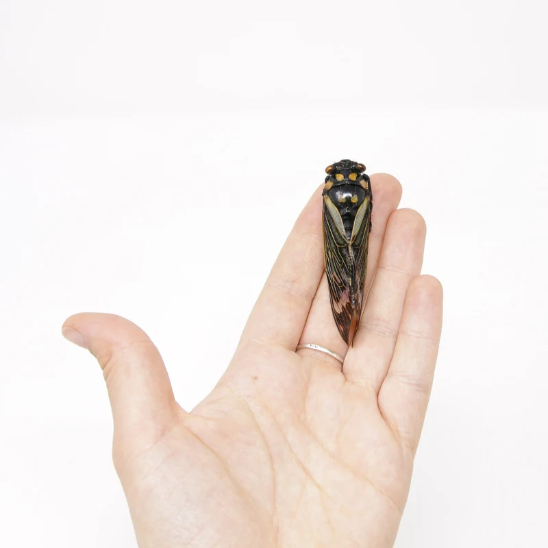 Collection of 5 Tropical Cicadas A1 Entomology Specimens