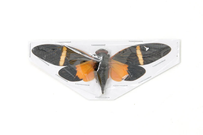 Collection of 5 Tropical Cicadas A1 Entomology Specimens