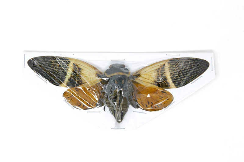 Collection of 5 Tropical Cicadas A1 Entomology Specimens