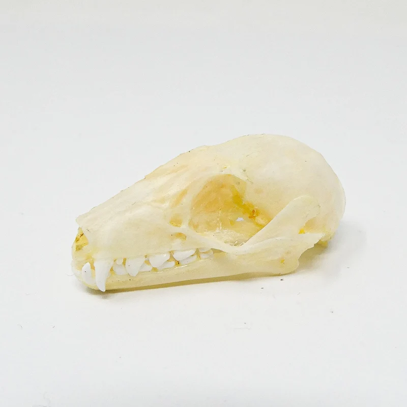 Collection of 6 Tropical Bat Skulls - Indonesian Specimens (Non-CITES)