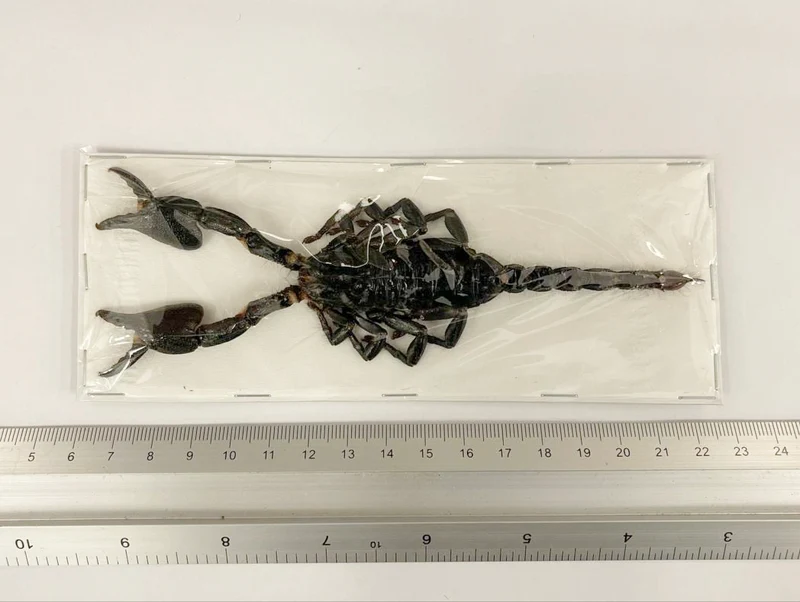 100 Javanimetrus cyaneus Giant Blue Javanese Scorpion Specimens XL | A1 Quality | Dry-Preserved (wholesale)